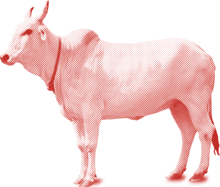 cow