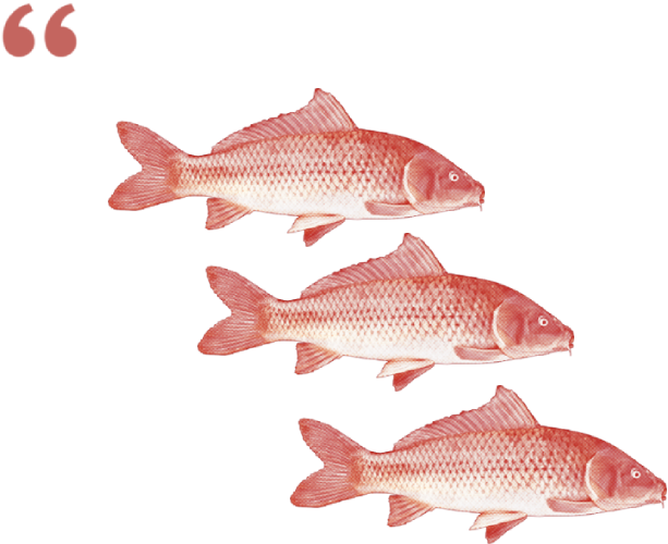 fish